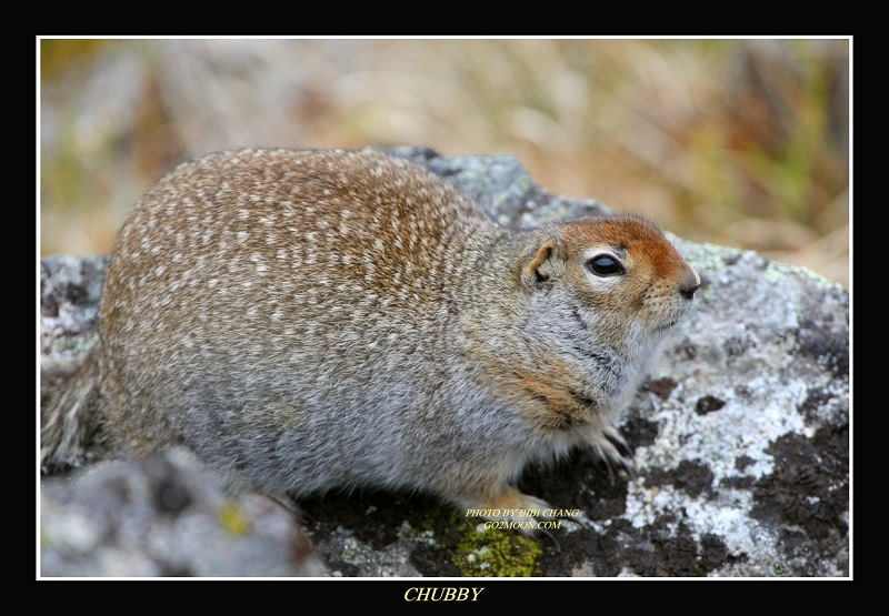 Chubby Arctic Squirrell