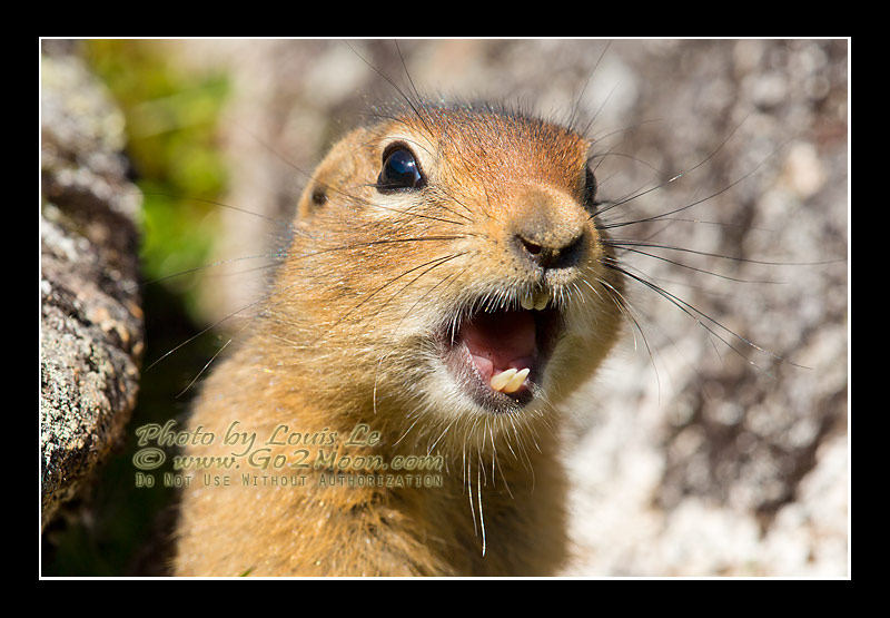 Alaska Ground Squirrel