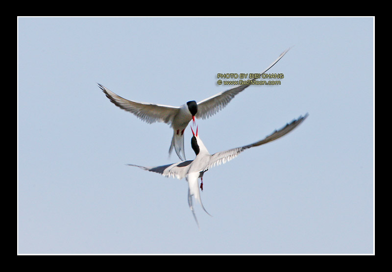 Arctic Tern