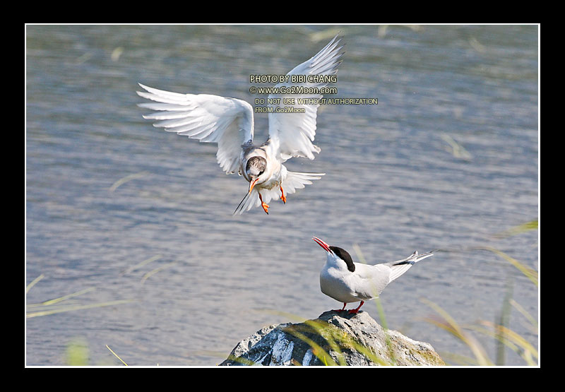 Arctic Tern Flying
