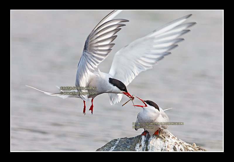 Arctic Tern Feeding