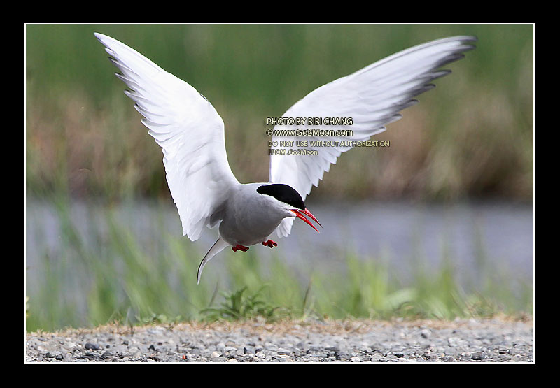 Arctic Tern Take Off
