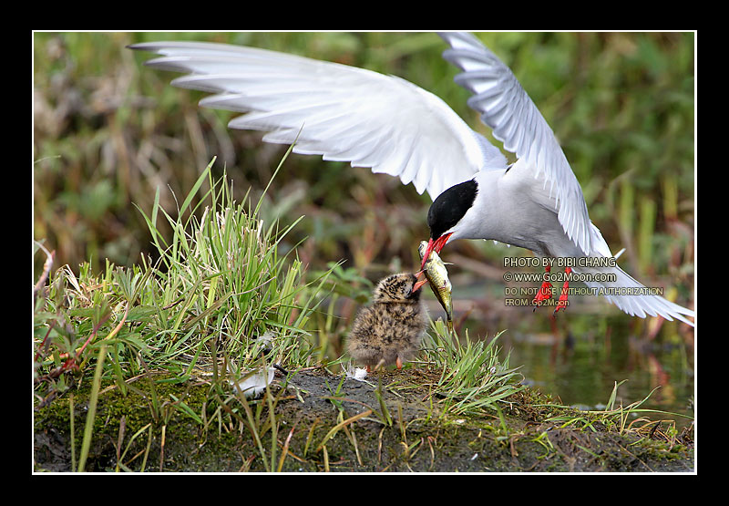 Arctic Tern Feeding