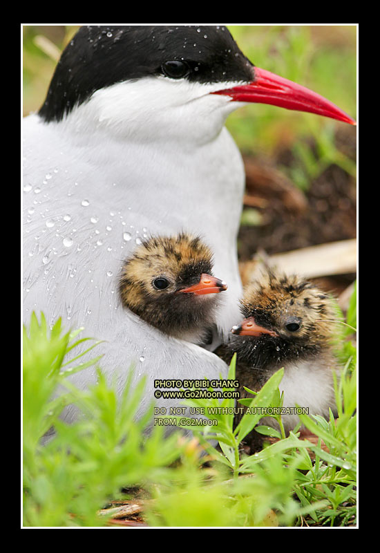 Arctic Tern with Chicks