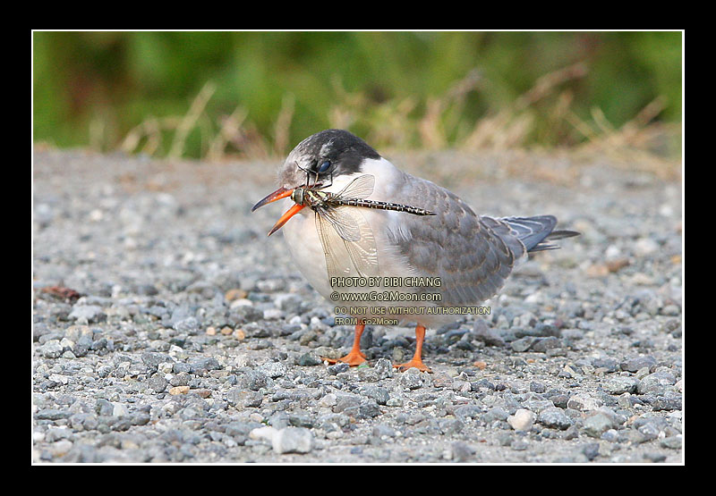 Arctic Tern Eating Dragonfly
