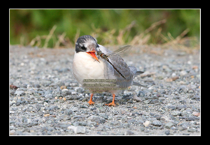Arctic Tern Eat Insects