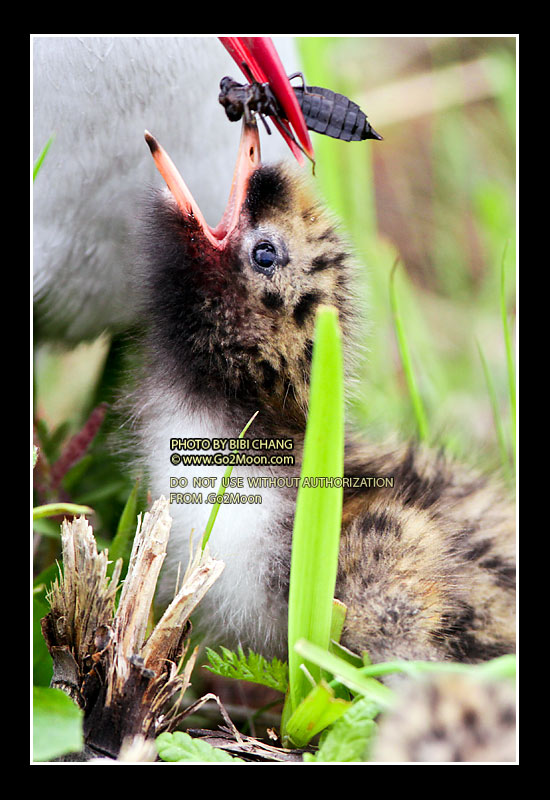 Arctic Tern Feeding Chick