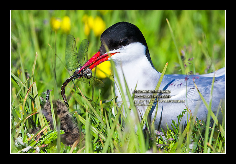 Arctic Tern Feeding a Chick