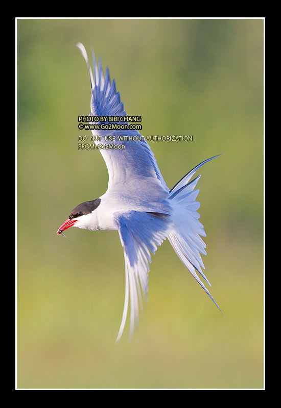 Arctic Tern Photo