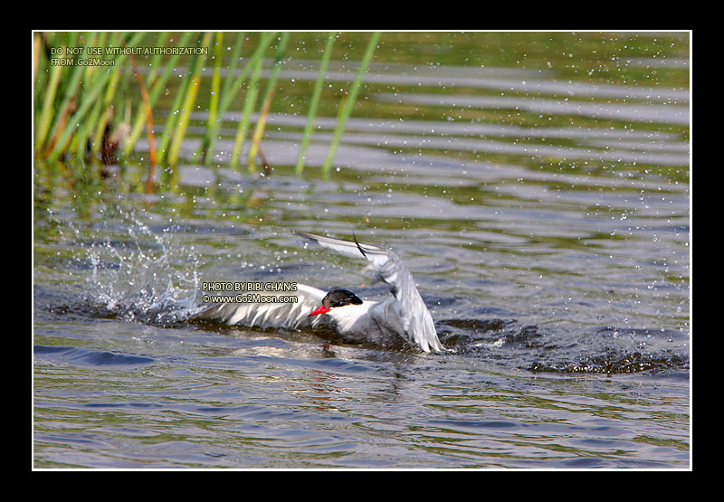Arctic Tern Rescue
