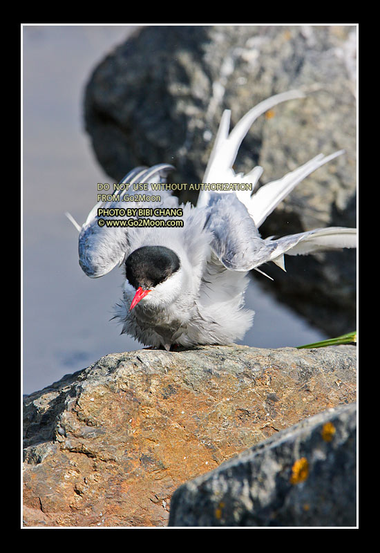 Arctic Tern Drying Feathers