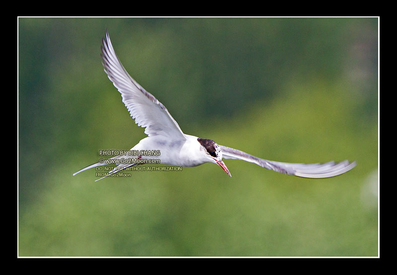Juvenile Arctic Tern in Flight