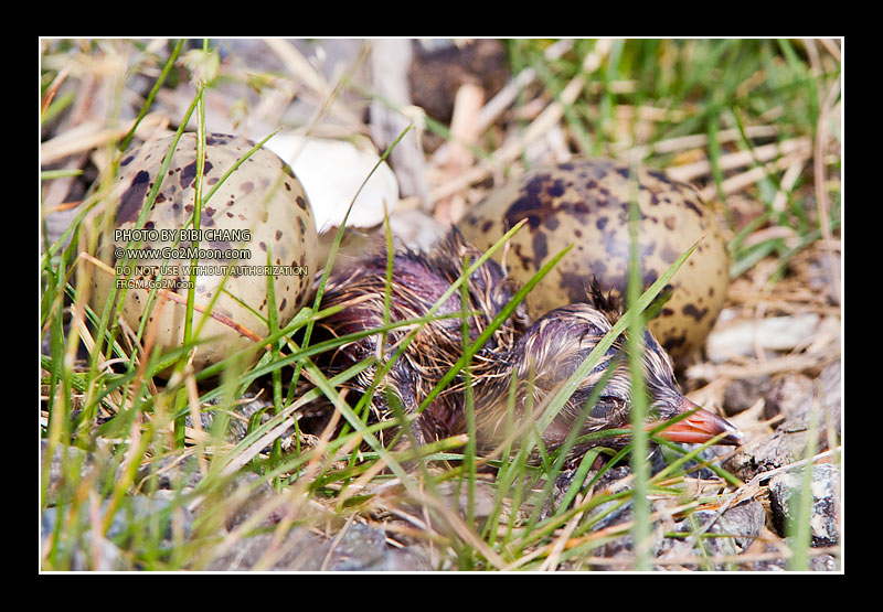 Tern Egg Hatch