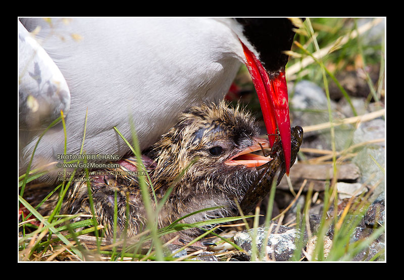 Tern Feeding Chick