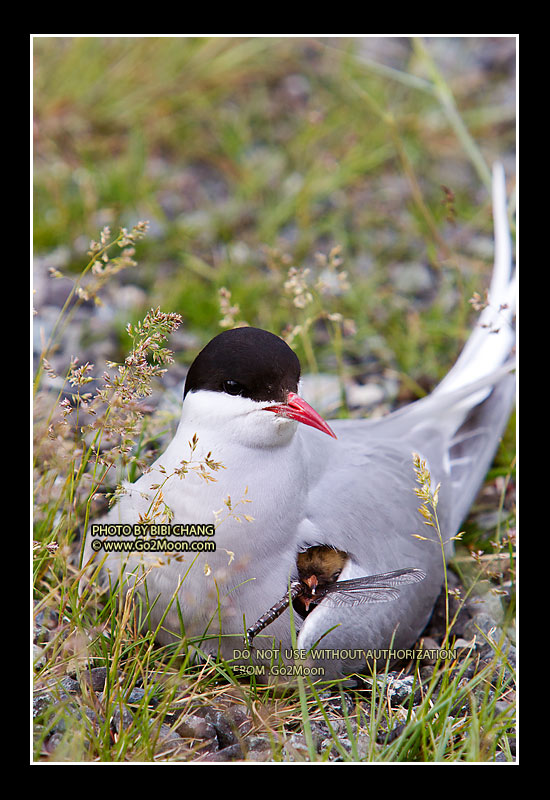 Arctic Tern Protecting Chick