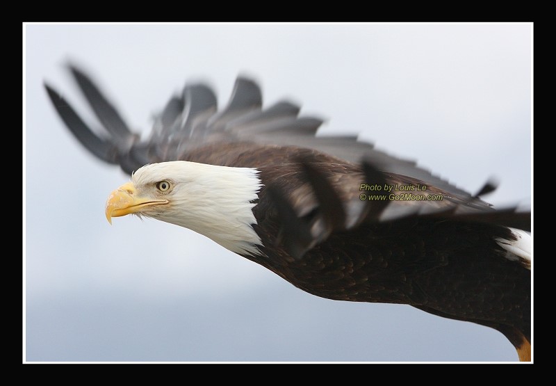 Eagle in Alaska