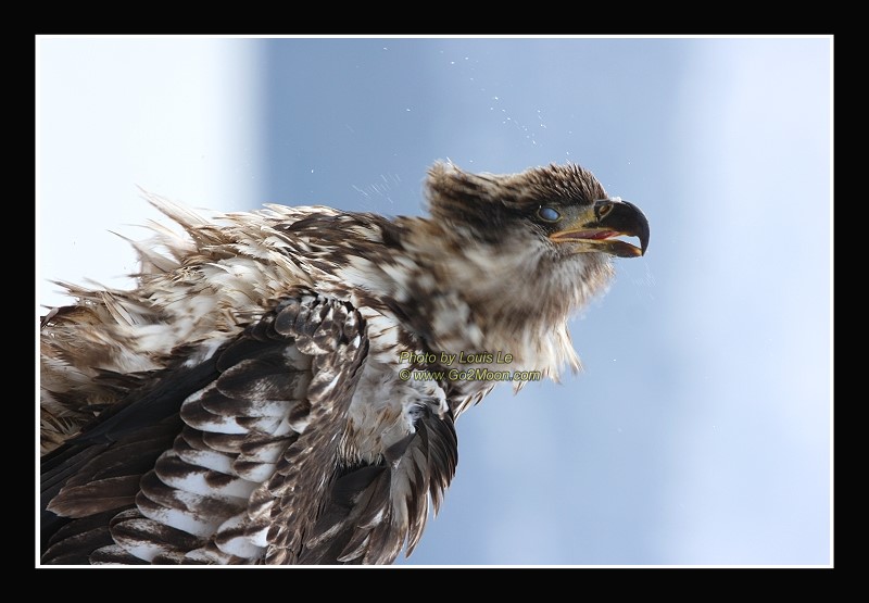 Eagle Close Up
