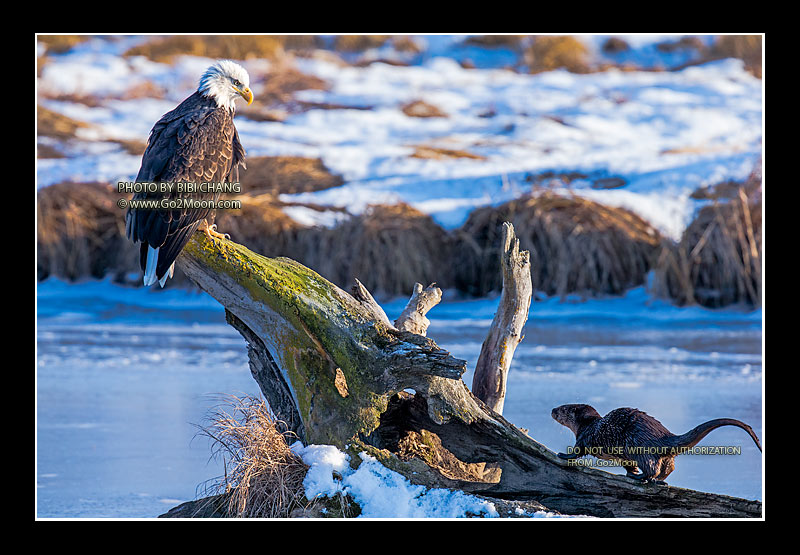 Bald Eagle with River Otter