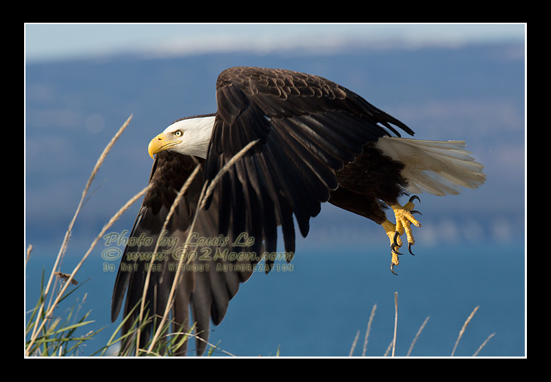 Bald Eagles Alaska