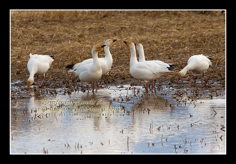 Snow Geese in Pond