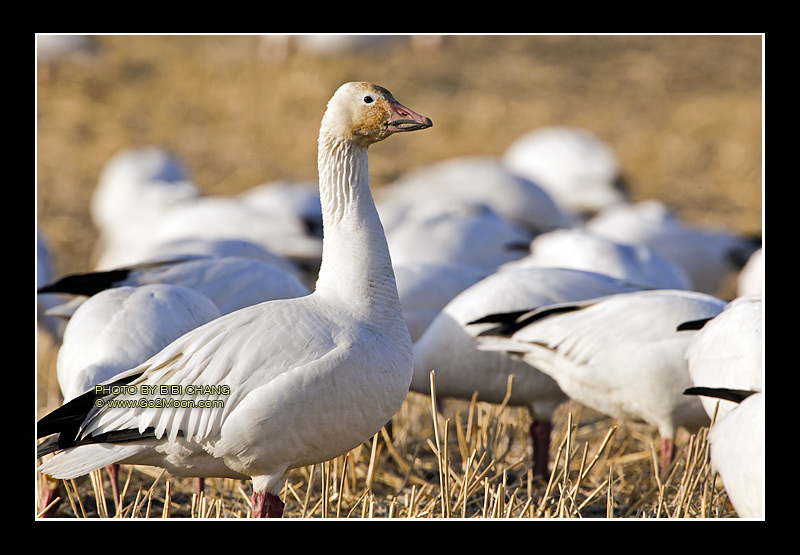Snow Geese
