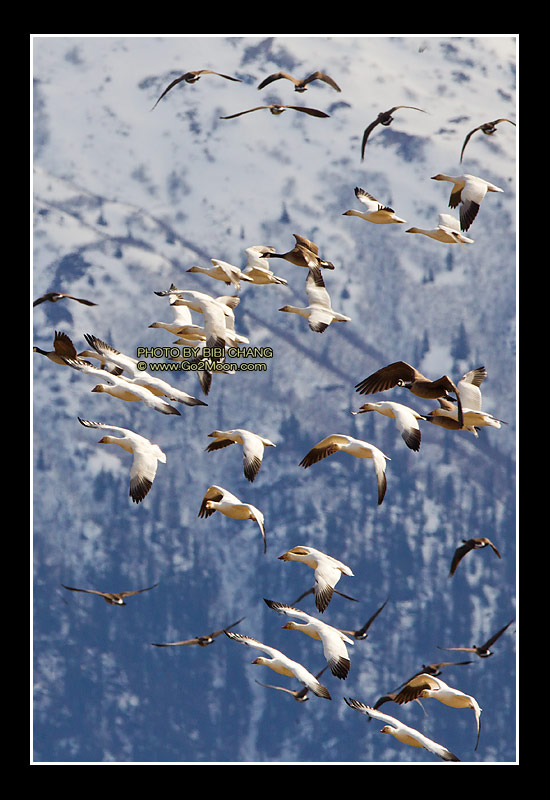 Snow Geese Canada Geese