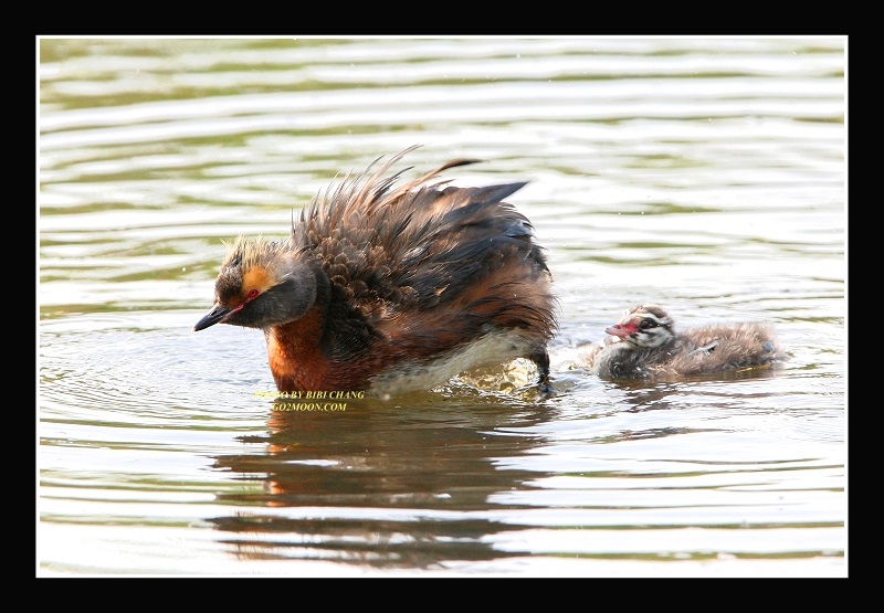 Grebe Arranging Feathers