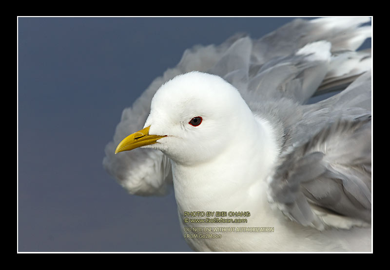 Gull Close Up