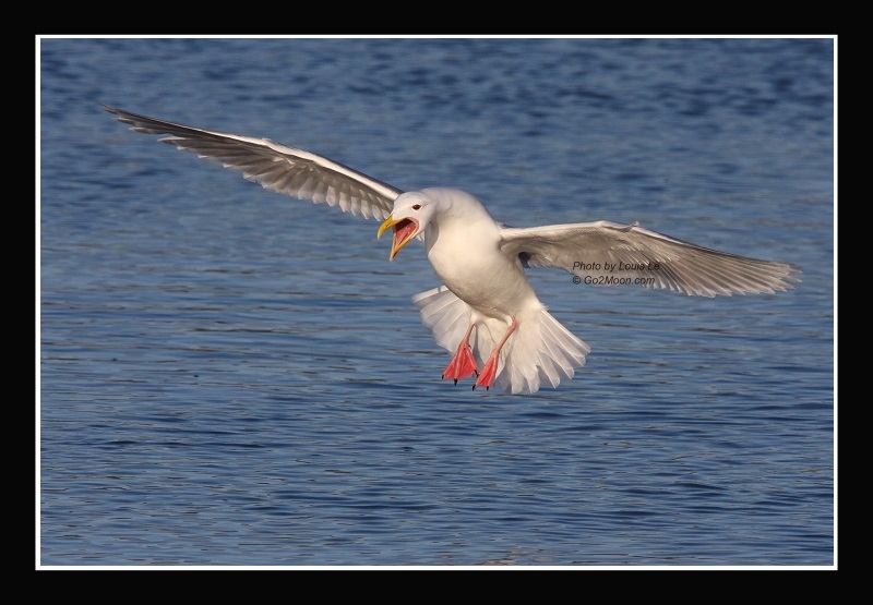 Seagull in Alaska