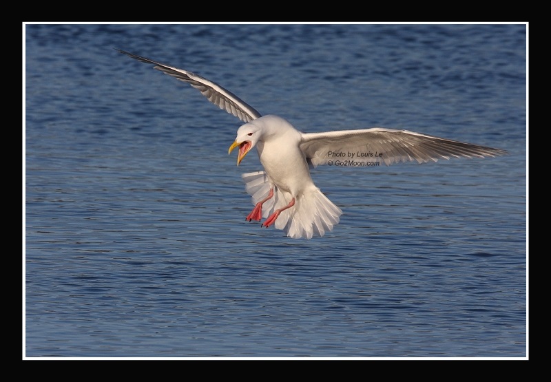 Seagull in Alaska