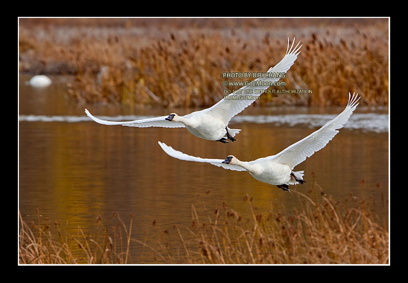 Swan Photography