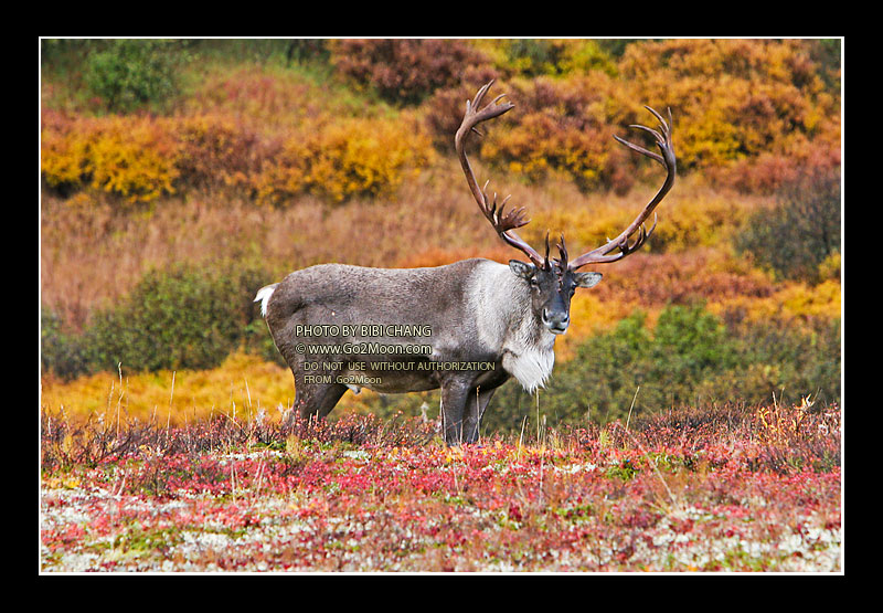 Alaska Caribou