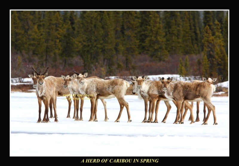 Caribou Herd in Alaska