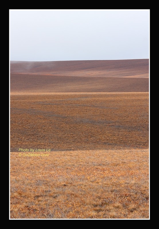 Arctic Tundra