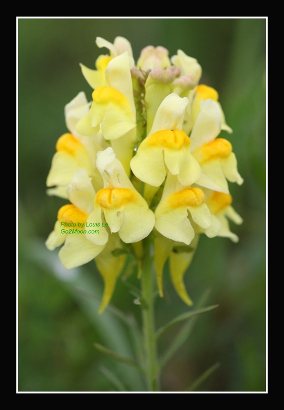 Butter and Eggs Flower (Linaria Vulgaris)