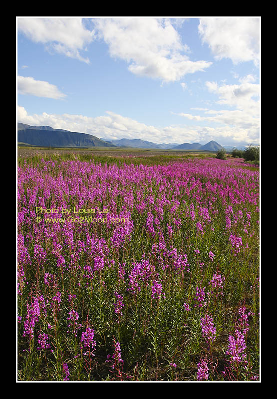 Arctic Fireweed