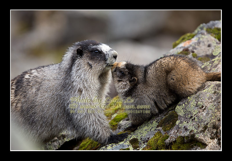 Marmots Kissing