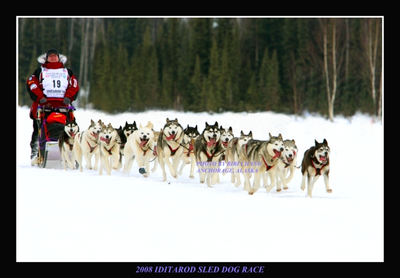 Iditarod Dog Teams