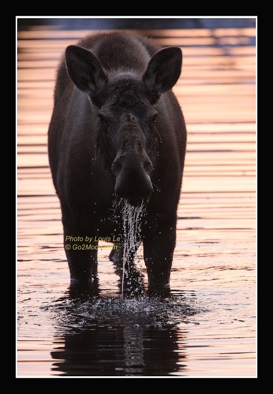 Moose in Pond at Sunset