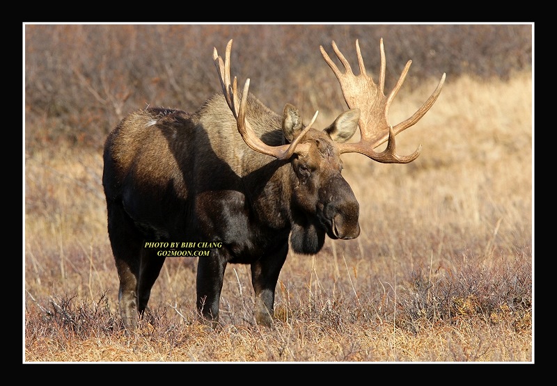Big Bull Moose