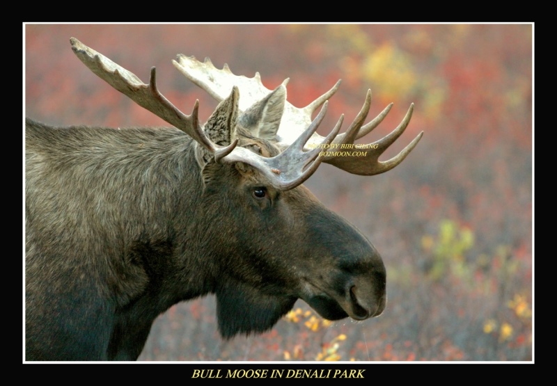Bull Moose