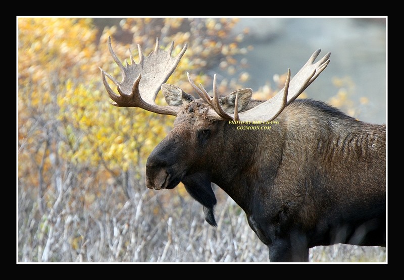 Moose in Denali
