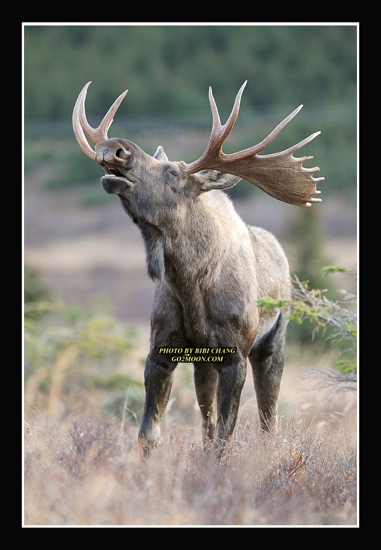 Bull Moose Flehmen