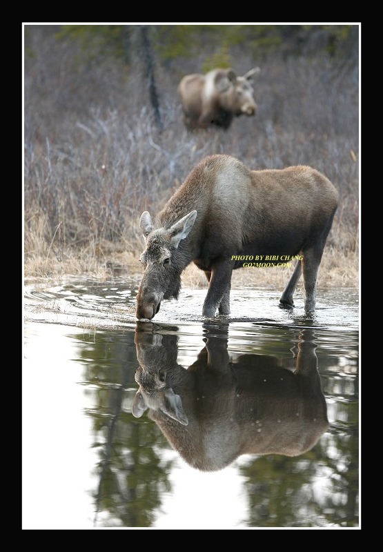 Moose Drinking