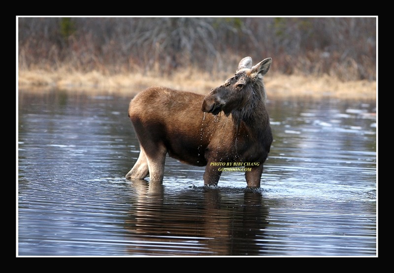 Cow Moose in Water