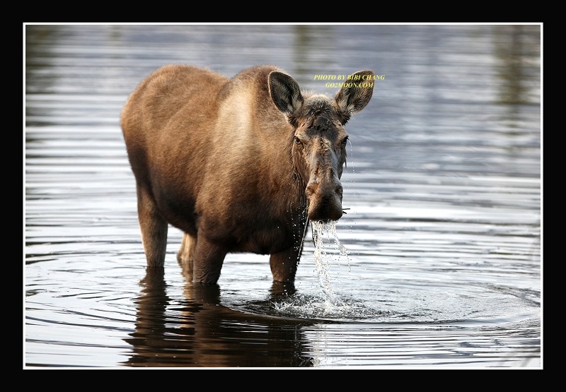 Moose in Pond