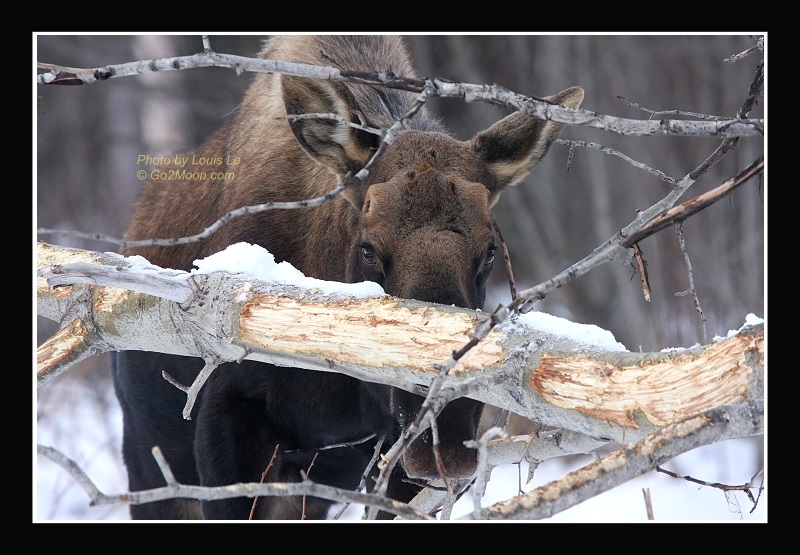 Peek-a-Boo Moose