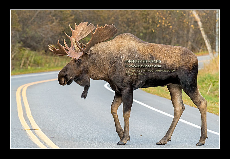Bull Moose Crossing Road