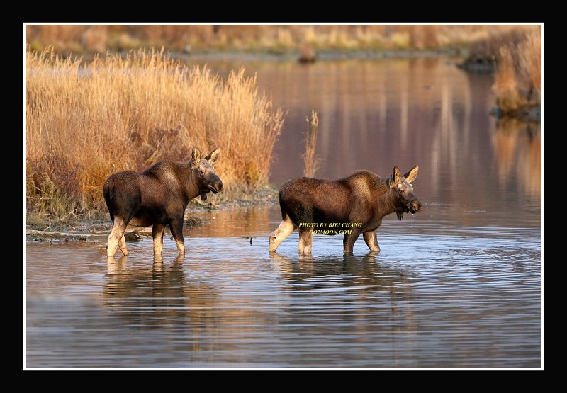 Two Moose in Marsh