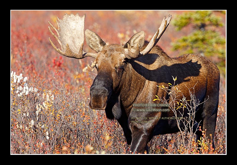 Moose Denali Park